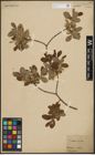 Foto von Salix aurita L.